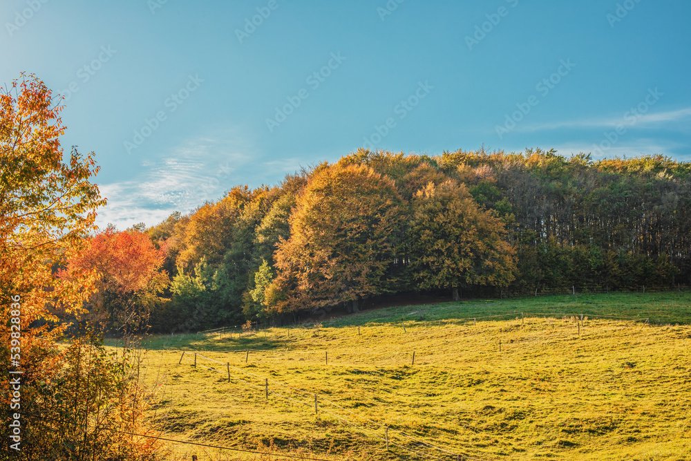 Green meadow on a sunny day in autumn.Colorful trees in background.