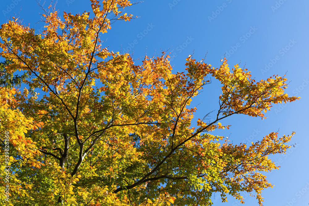 Tops of autumn trees against the sky with clouds. Tops of autumn trees against the sky with clouds.