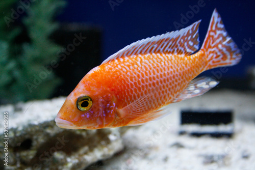 Aulonocara Firefish - African cichlid from Lake Malawi photo