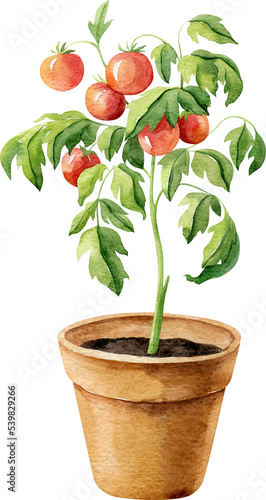 Tomato plant with ripe tomatoes in clay pot. Watercolor handdrawn clipart.