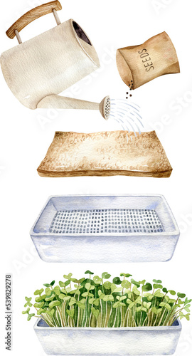 Microgreens growing steps watercolor illustration. Apartment gardening concept clipart.
