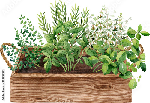 Wooden box with growing spicy plants basil, thyme, rosemary. Watercolor handdrawn illustration. Apartment gardening concept clipart.