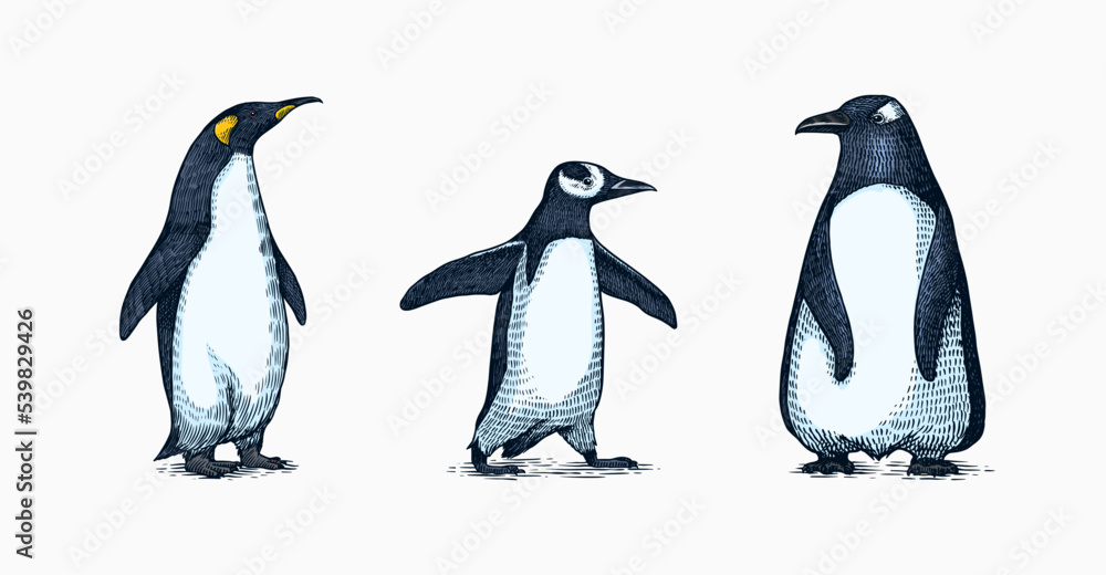 Obraz premium Emperor penguin and cute baby. Small cute family. vector graphics black and white drawing. Hand drawn sketch. Group of aquatic flightless birds. African and Gentoo and King chick