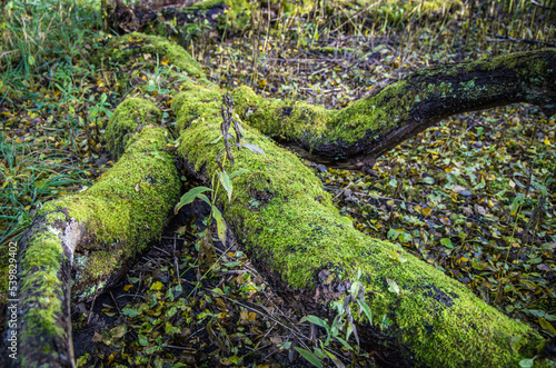 Green moss on a fallen tree in the autumn forest.