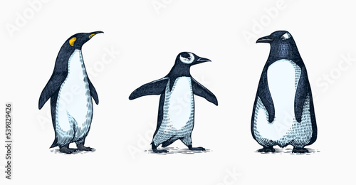 Emperor penguin and cute baby. Small cute family. vector graphics black and white drawing. Hand drawn sketch. Group of aquatic flightless birds. African and Gentoo and King chick