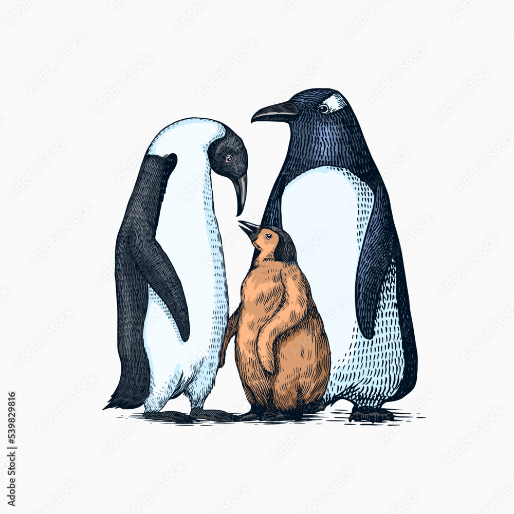 Emperor penguin and cute baby. Small cute family. vector graphics black