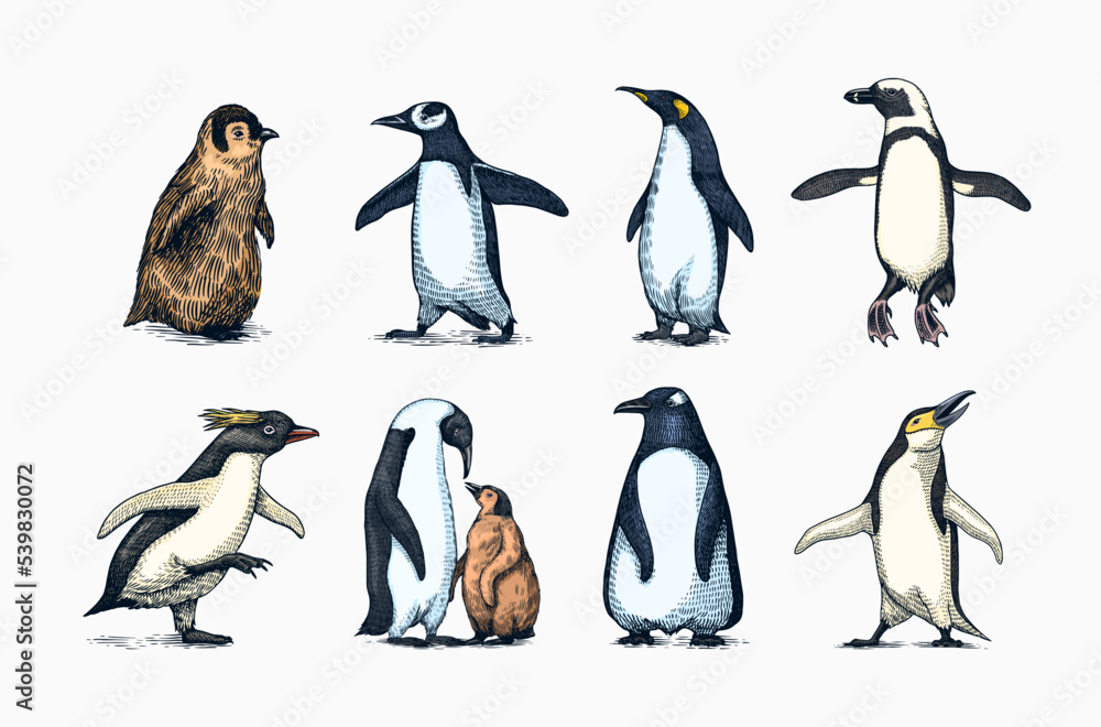Naklejka premium Emperor penguin and cute baby. Adult with juveniles. Small family set. Vector graphics black and white drawing. Hand drawn sketch. Group of aquatic flightless birds. African and Gentoo and King chick