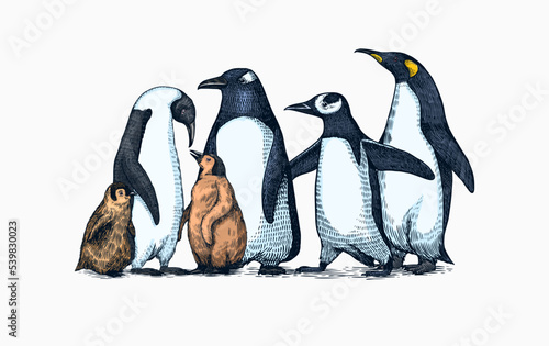 Emperor penguin and cute baby. Adult with juveniles. Small family set. Vector graphics black and white drawing. Hand drawn sketch. Group of aquatic flightless birds. African and Gentoo and King chick
