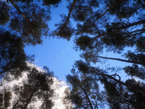 Trees against the blue sky.