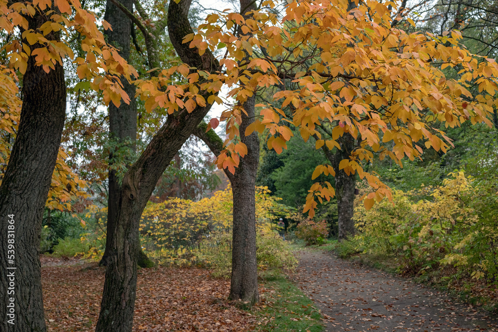 Fototapeta premium Herbs
