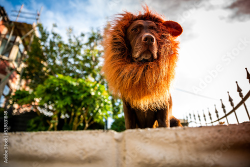 Chocolate labrador dressed up with a lion mane, funny concept, cute dog.