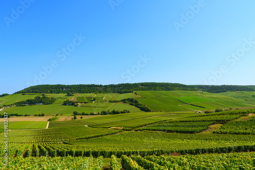 vineyards with grapes for champagne in epernay france