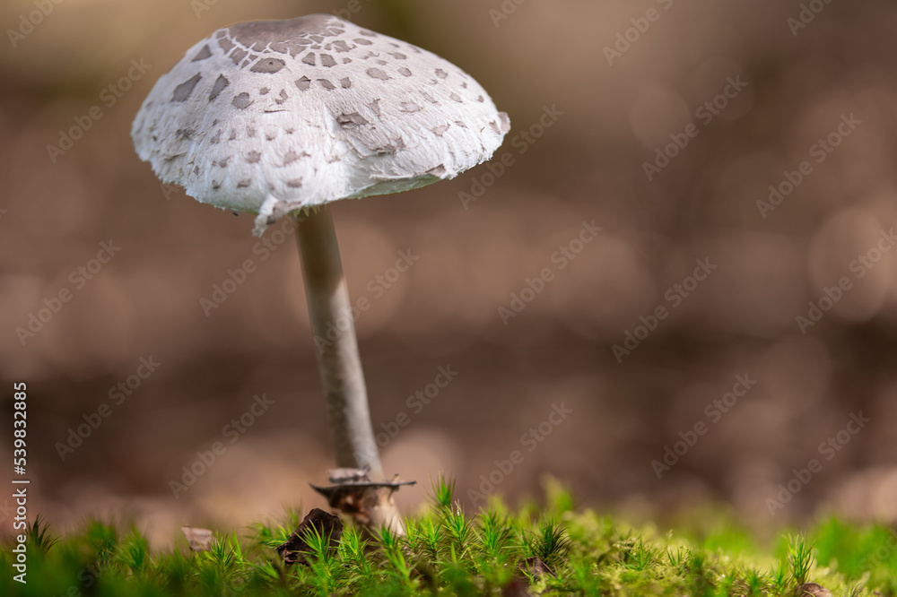 Großer Pilz freistehend im Wald Großer Pilz freistehend im Wald