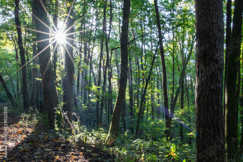 Stiller Wald im Fr  hling mit sch  nen hellen Sonnenstrahlen
