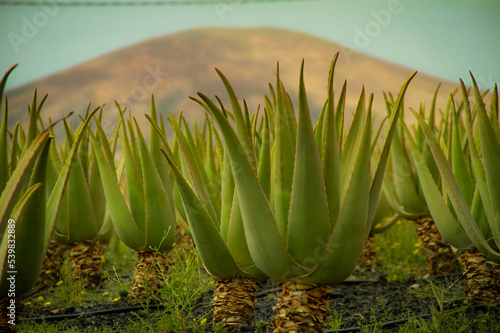 green grass in the morning
