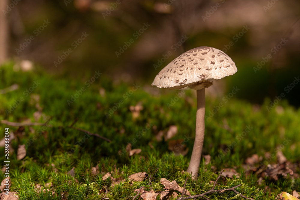 Pilze im Wald Pilze im Wald