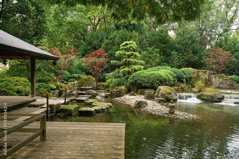 Awe view on japanese garden in Hamburg with palmate maple and palmate maple dissectum