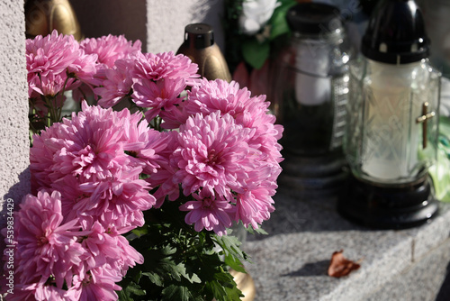 Kwiaty chryzantemy na święto zmarłych na cmentarzu. 
