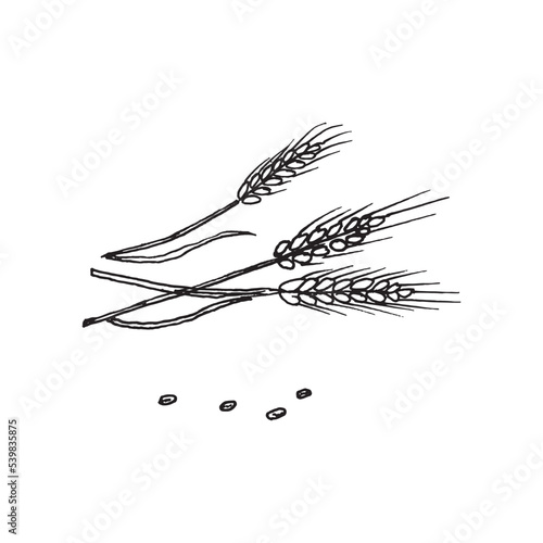 Hand drawn wheat. Realistic wheat ear. Black and white sketch of agricultural plant. Barley and rye crop. Harvesting grain for flour production.