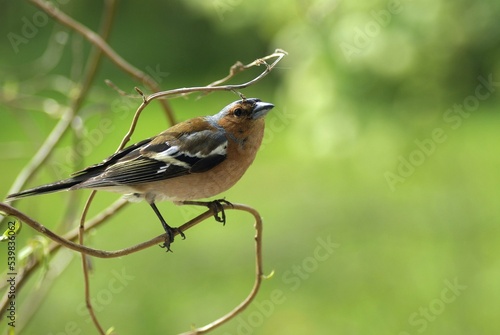 Pinson des arbres posé sur une branche 
