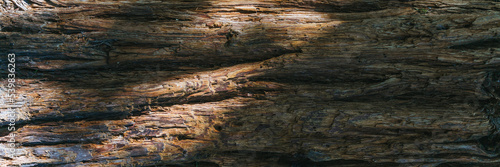 Tree bark background.