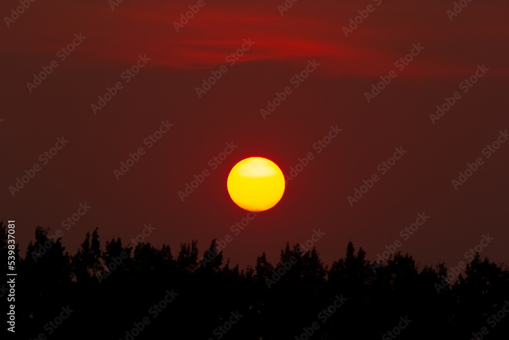Big orange sun in smoke at red night over the forest.