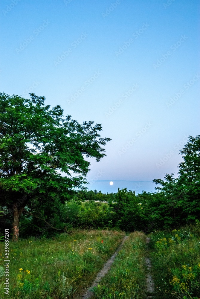 Obraz premium tree in the field