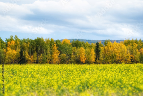 Blooming canola field along the autumn colourful trees.