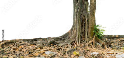 The image tree has been cut out and put a white background.