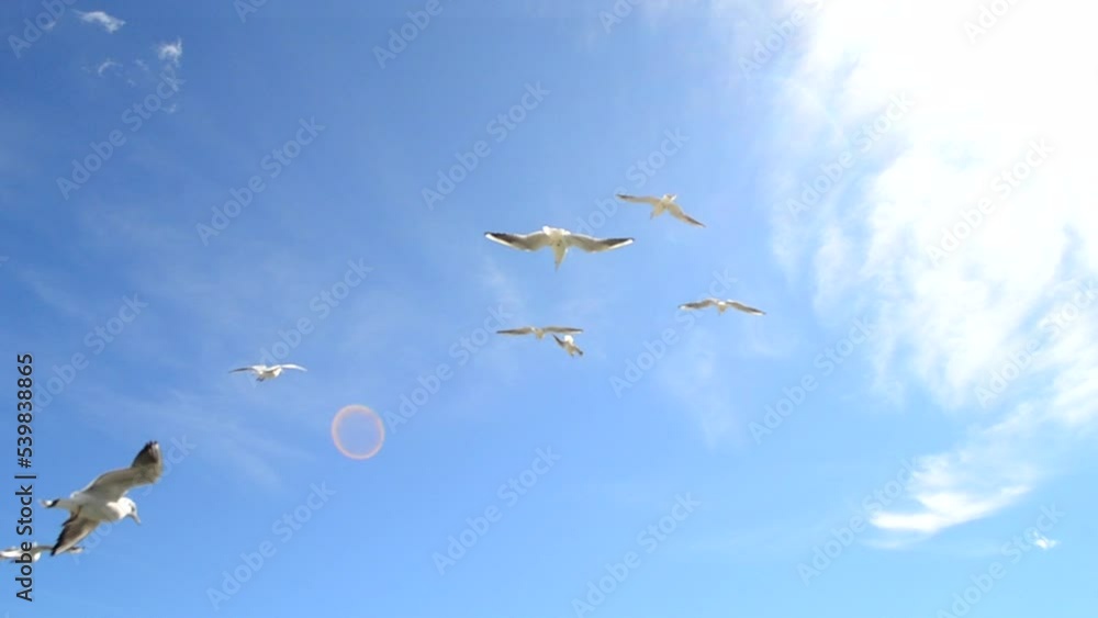 Soaring seagulls in the sky. Many white sea gulls flying in the blue sky on a sunny day. White birds fly in air on the blue sky. Bottom view. Floating in the air birds on summer. Natural background Soaring seagulls in the sky. Many white sea gulls flying in the blue sky on a sunny day. White birds fly in air on the blue sky. Bottom view. Floating in the air birds on summer. Natural background