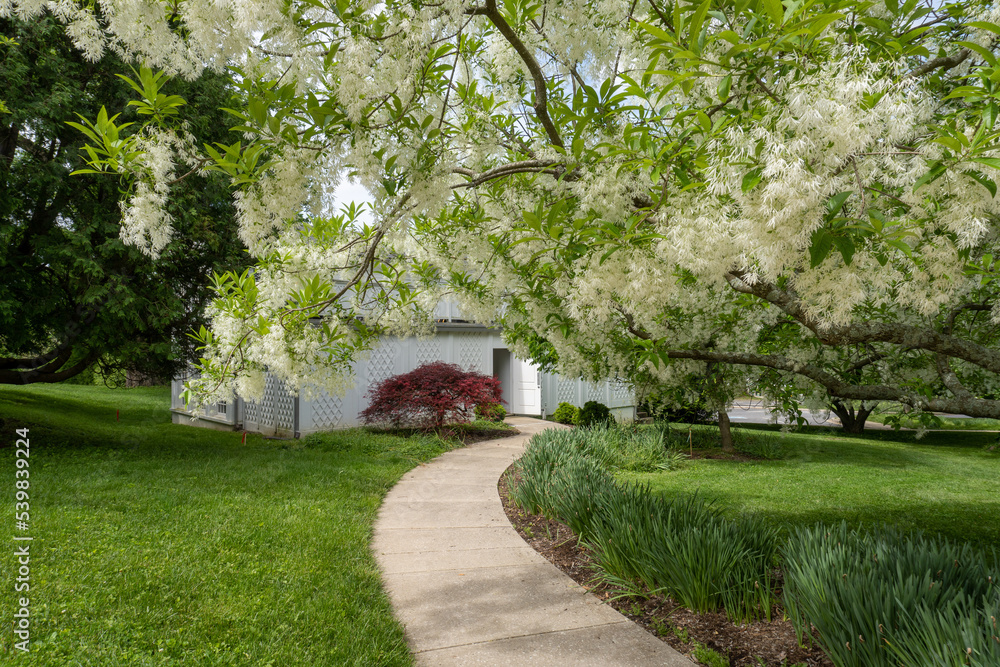 White fringetree (Chionanthus virginicus) tree and Orangery of Hampton National Historic Site. Deciduous shrub or small tree. Richly-scented, thread-like, white flowers. White fringetree (Chionanthus virginicus) tree and Orangery of Hampton National Historic Site. Deciduous shrub or small tree. Richly-scented, thread-like, white flowers.