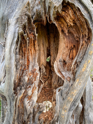 Tree with scar and hole at Hampton National Historic Site in Towson, Maryland.  photo