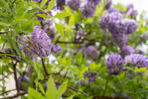 Wisteria frutescens, commonly known as American wisteria, is a woody, deciduous, perennial climbing vine, one of various wisterias family Fabaceae. Blue-purple, two-lipped flowers. Selective focus. photo