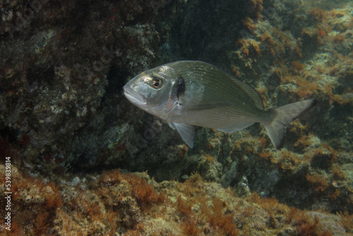 Gilthead seabream (Sparus aurata) in Mediterranean Sea