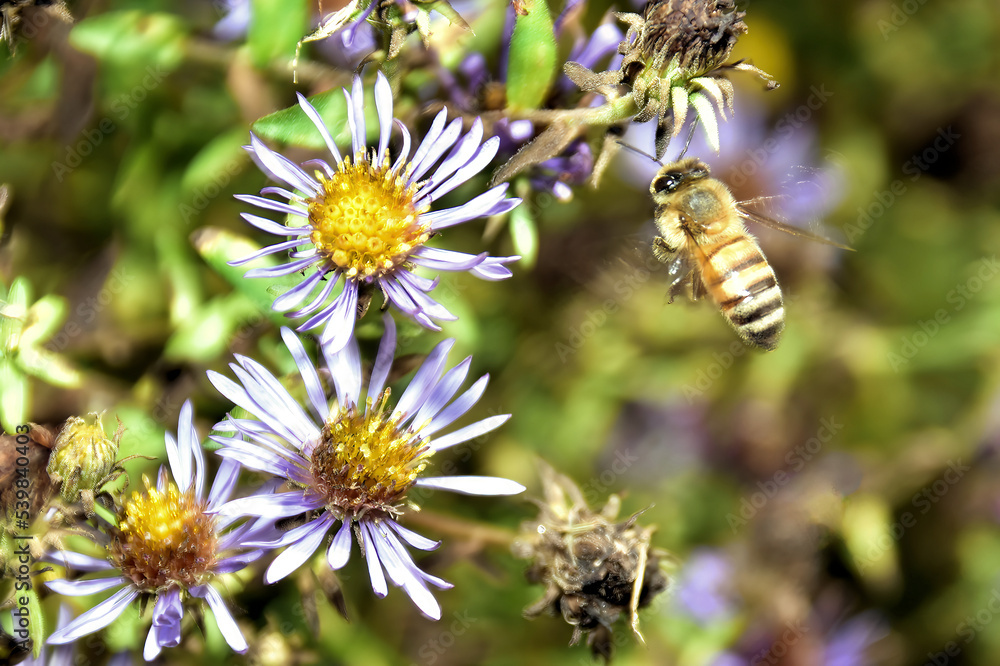 Bee checking for nectar in flight