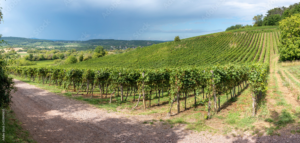 Obernai, France - 09 05 2022: Panoramic view of vine fields along the wine route