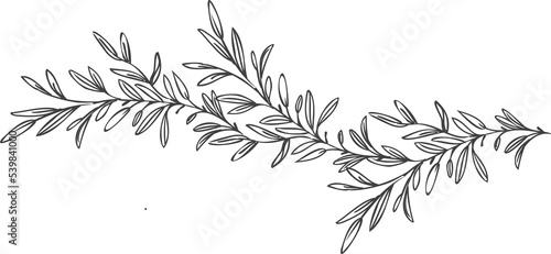 Line art floral dividers. Dividers with Branches, Plants and Flowers
