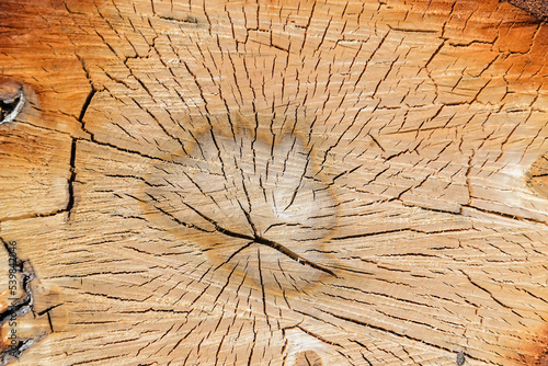 wood cut texture