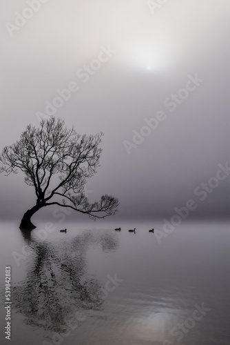 wanka tree in lake photo