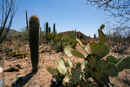 cactus in the desert