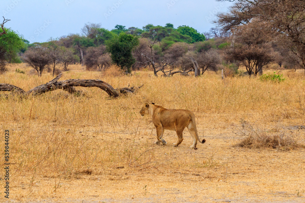 Lioness (Panthera leo) walking in Tarangire national park, Tanzania Lioness (Panthera leo) walking in Tarangire national park, Tanzania
