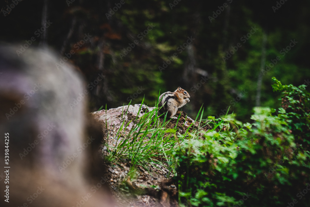 Obraz premium chipmunk