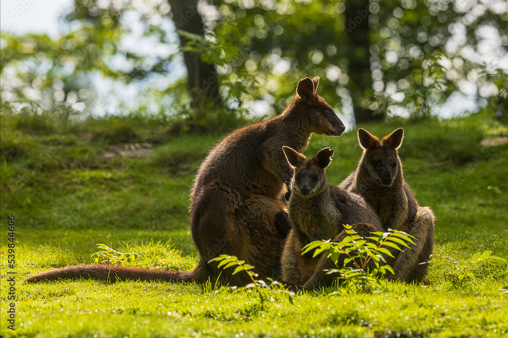 The swamp wallaby (Wallabia bicolor) is a small macropod marsupial a group of three sitting in the opposite light The swamp wallaby (Wallabia bicolor) is a small macropod marsupial a group of three sitting in the opposite light