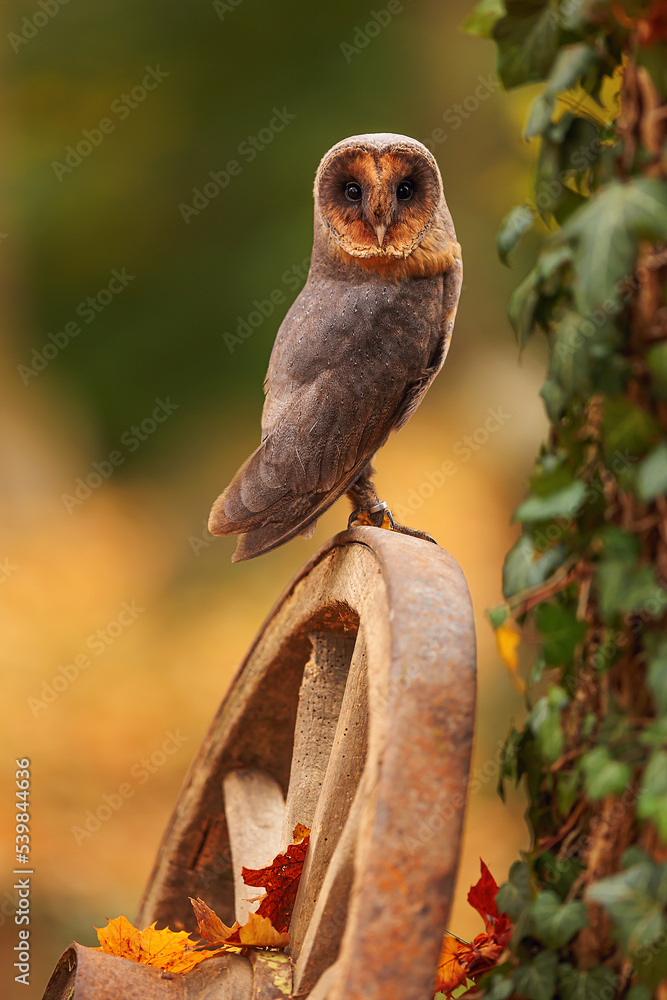 Fototapeta premium female barn owl (Tyto alba) detailed autumn portrait
