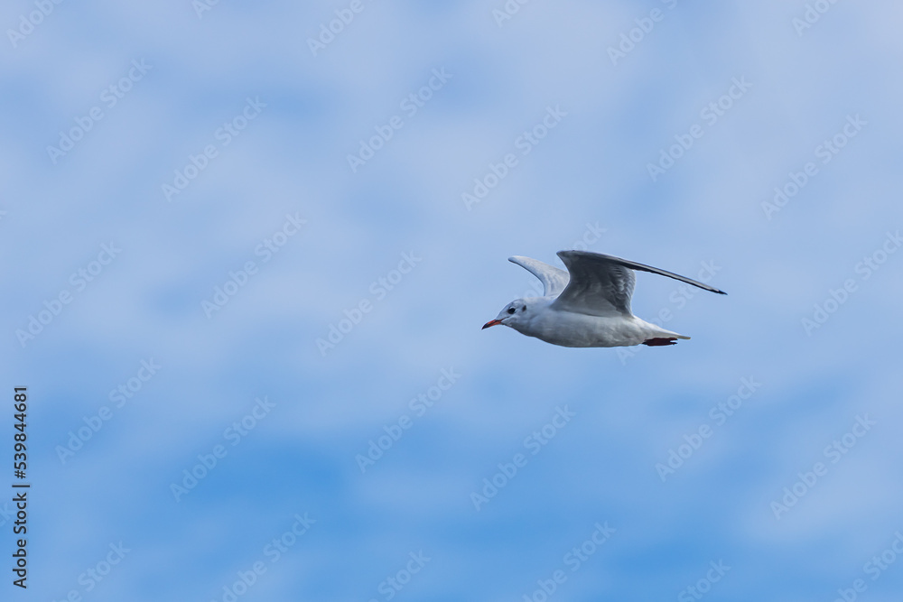 small black-headed gull (Chroicocephalus ridibundus) flying with the blue sky small black-headed gull (Chroicocephalus ridibundus) flying with the blue sky