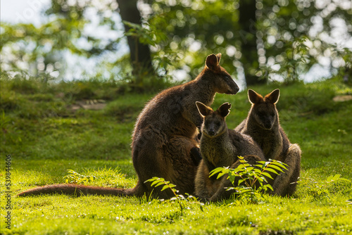 The swamp wallaby (Wallabia bicolor) is a small macropod marsupial a group of three sitting in the opposite light photo