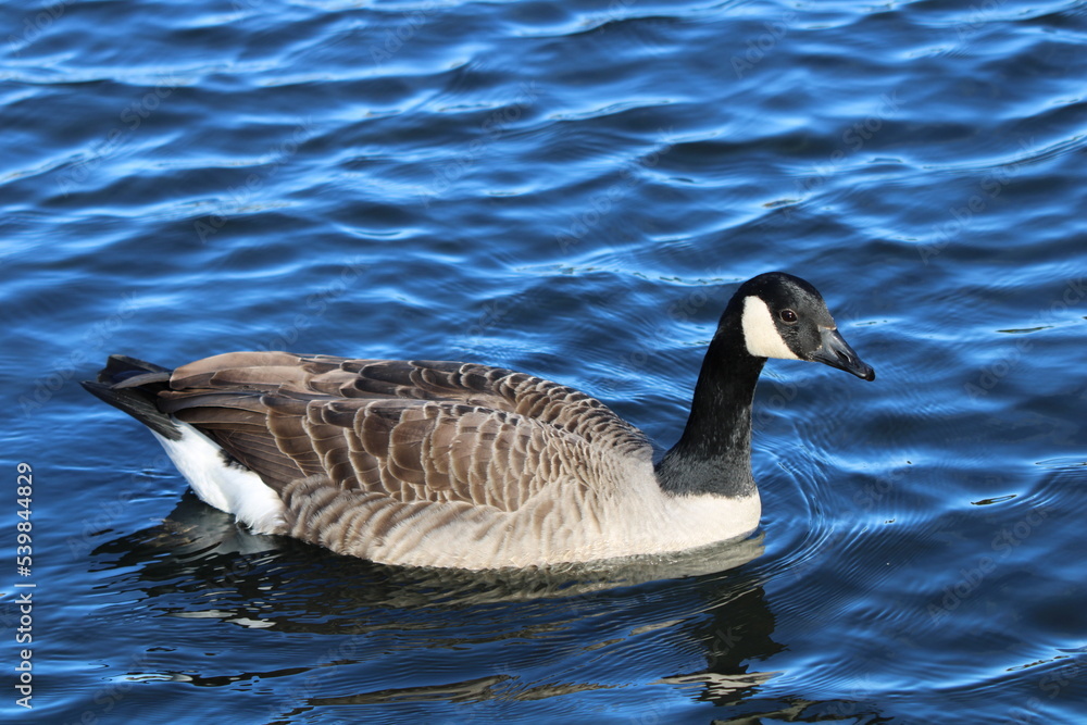 One branta canadensis country goose swimming in the water at the Craiglockhart pond in Edinburgh Scotland One branta canadensis country goose swimming in the water at the Craiglockhart pond in Edinburgh Scotland