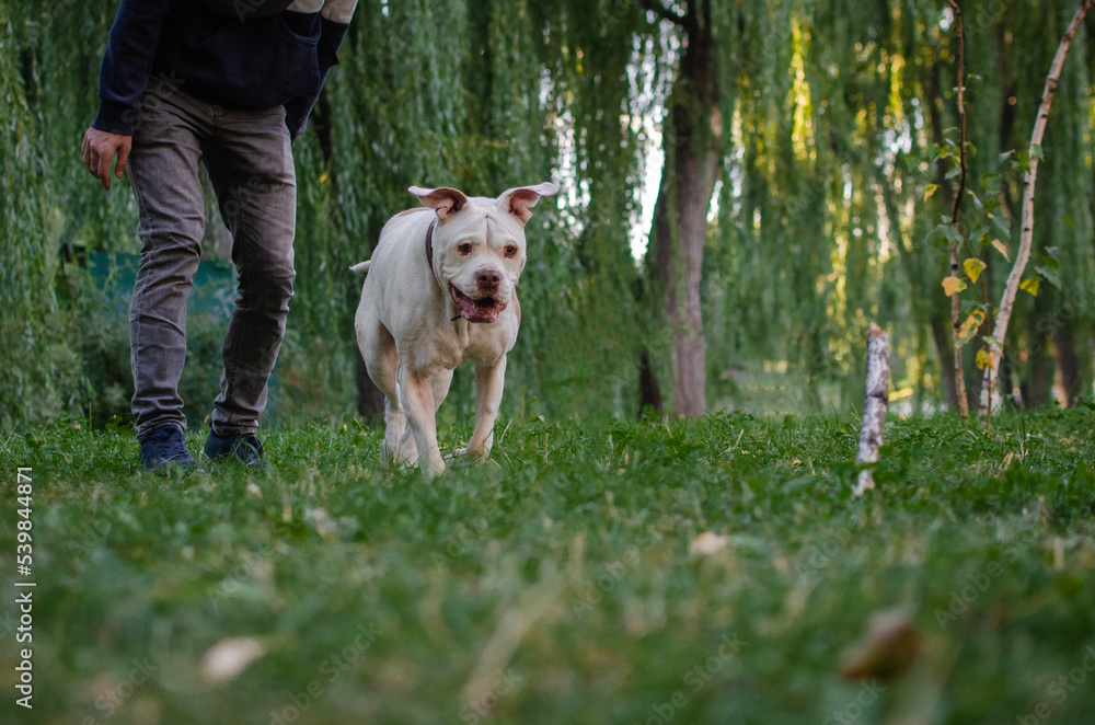 Cute white dog american bulldog breed is running and playing with piece of wood stick Cute white dog american bulldog breed is running and playing with piece of wood stick