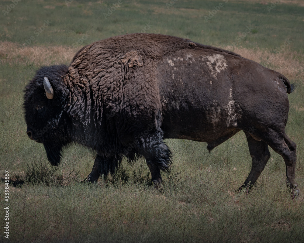 Profile of a mature large Bison walking on the plains Profile of a mature large Bison walking on the plains