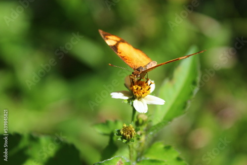 butterfly on a flower © Mayumi